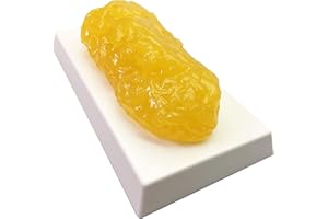ES EVVIVA SCIENCES Amazing Human Body Fat Replica 1lb by Evviva Sciences, Realistic Anatomic Fatty Tissue Model Demonstration for Anatomy, Physiology, Science & Technology Students