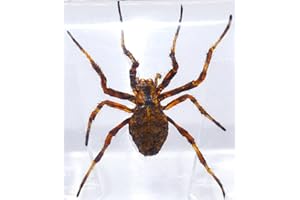 HQRP-CRYSTAL 38mm Real Wolf Spider in Crystal Clear Lucite Resin Specimen Preserved Arachnoids Taxidermy Crafts Collection for Biology Science Education & Desk Ornament Display Supplies
