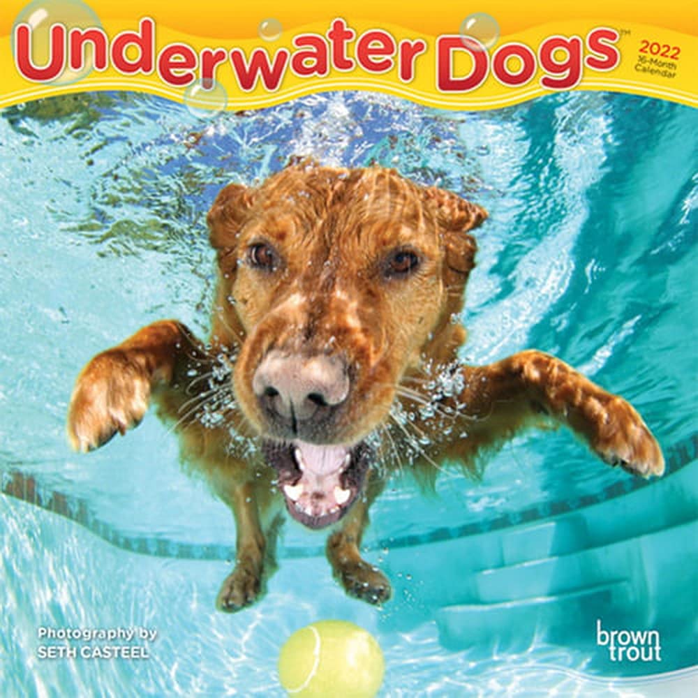 Underwater Dogs Calendar 2022 Underwater Dogs 2022 7 X 7 Inch Monthly Mini Wall Calendar, Pet Humor Puppy  Canine: Browntrout Publishers Inc., Browntrout Publishers Editing Team,  Browntrout Publishers Design Team, Browntrout Publishers Design Team:  9781975440268: Amazon.com: Books
