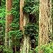 Cedar Rings for Hangers - 100% U.S Red Cedarwooden Blocks (50 Pcs)
