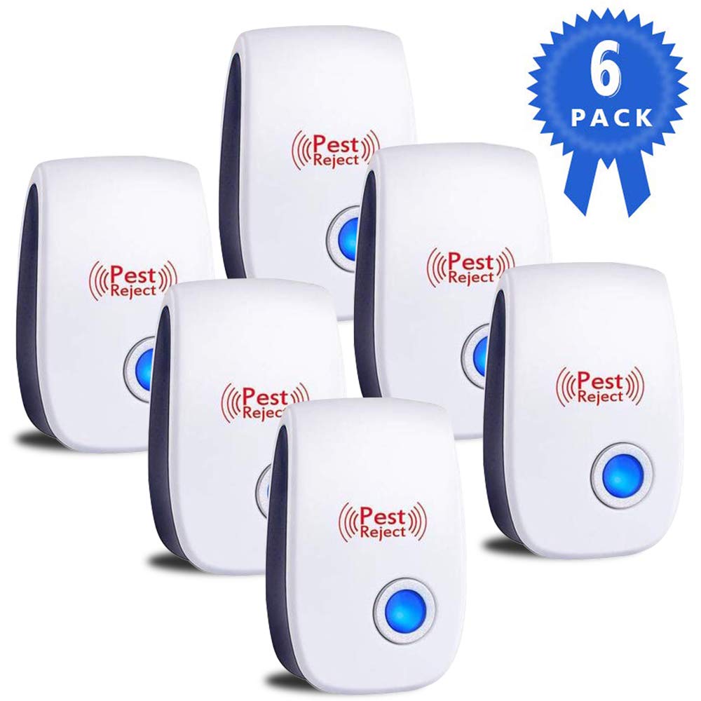 Best moth infestation in carpet