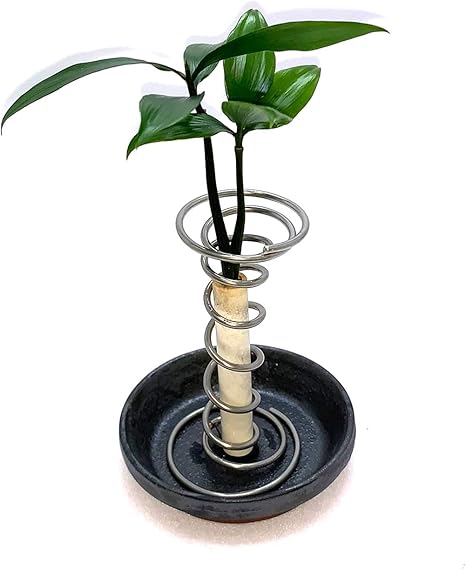 Amazon 日本古来の植物 ご神木 梛 なぎ の木 と うさぎ庵特性 豆皿 銀黒色 と スパイラルスタンド 土なし 清潔 水やり簡単 セラハイト 置物 オブジェ オンライン通販