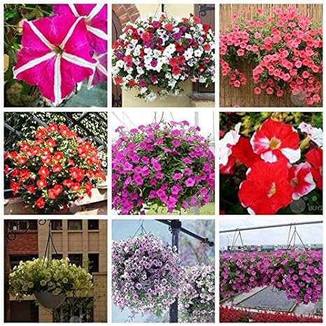 Amazon 種子 紫のペチュニア60種 花の種 バラエティ色のセミトレーリングペチュニアスプレンディッドハンギングバスケット アートフレーム ポスター オンライン通販