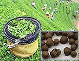 Tara-garden 20 SEEDS GREEN TEA TREE SEED CAMELLIA
