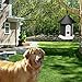 YC° CY Ultrasonic Dog Bark Control Anti Barking Device Sonic Bark Deterrents in Birdhouse Shape (Black)