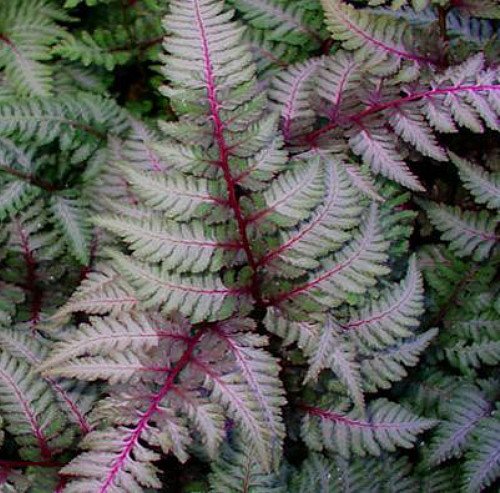 'Regal Red' Japanese Painted Fern - Athyrium - Shade Lover - Hardy - Gallon Pot