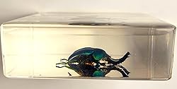 2.9" Real Lamprima Adolphinae Jewel Stag Beetle