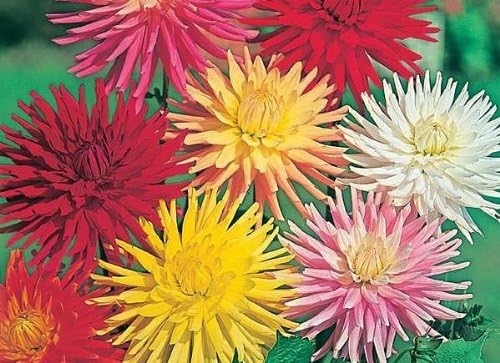 PREMIER SEEDS DIRECT - Dahlia - Cactus HYBRIDS Mixed - 240 Finest Seeds, 240 Seeds