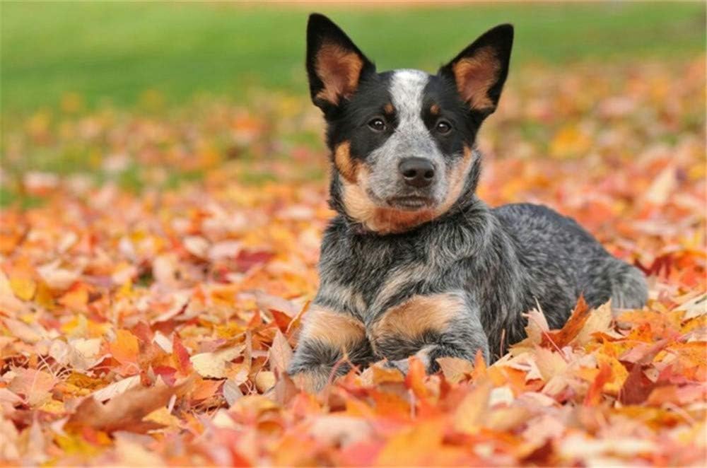 Paint by Number Kits - Puppy in Autumn 16x20 Inch Linen Canvas Paintworks - Digital Oil Painting Canvas Kits for Adults Children Kids Decorations Gifts (No Frame)