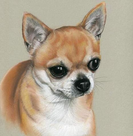 chihuahua face paint