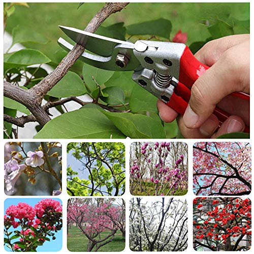 HyleJhJy 8" Bypass Pruning Shears with Stainless SK5 Steel Blades + Straight Tip Pruning Shears Herb Pruning Shears Florist Scissors- Hand Pruner Scissors for Garden Harvesting Fruits Vegetables,Red