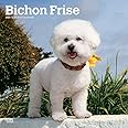 Bichon Frise | 2024 12 x 24 Inch Monthly Square Wall Calendar | BrownTrout | Animals Dog Breeds