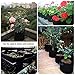 AROMA TREES Round Plant Grow Bags Heavy Duty Thickened Fabric Pot Grow Bags for Gardening Pots, Aeration Container, Planters Healthy Root System (10-Pack 3 Gallon)thumb 3