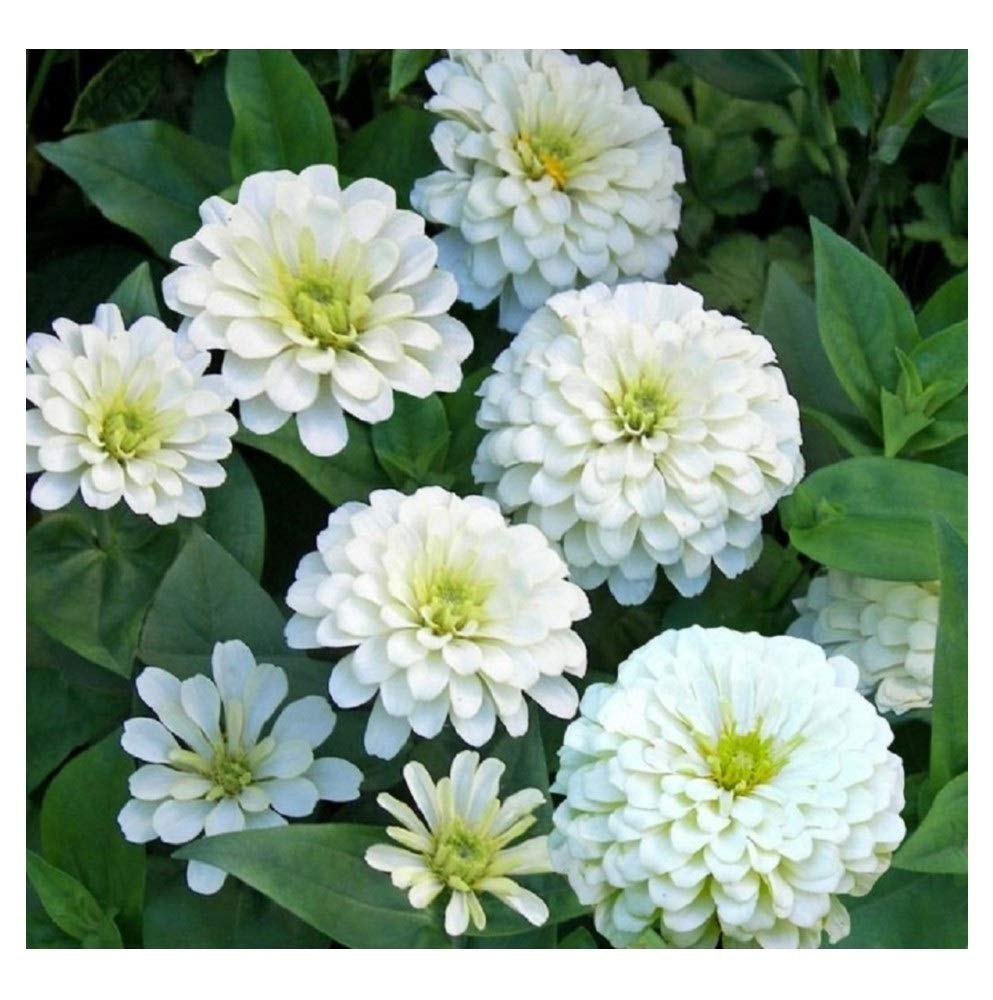 PREMIER SEEDS DIRECT - Zinnia Seeds - Giant - Polar Bear - 3 GRAM ~ Approx 330 Finest Seeds