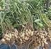 Green Leaf ® 30 red organic peanut plant seeds