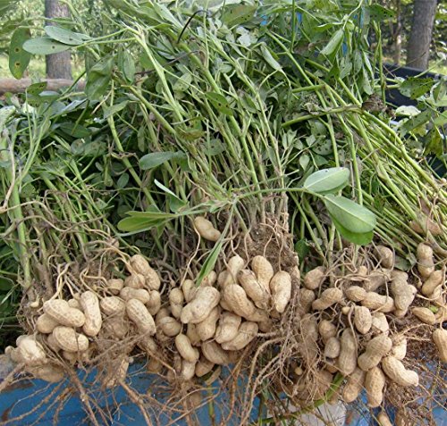 Green Leaf ® 30 red organic peanut plant seeds