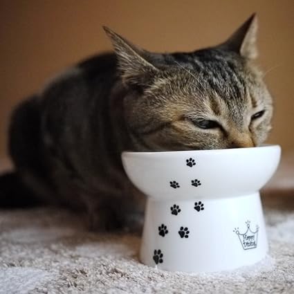 Necoichi Raised Cat Food Bowl Amazon Co Uk Kitchen Home