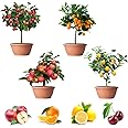 200+ Mix Dwarf Bonsai Fruit Tree Seeds for Planting, 4 Variety Individual Packs, 50+ Lemon Tree Seeds 50+ Cherry Tree Seeds 50+ Orange Tree Seeds 50+ Apple Seeds Organic Heirloom Fruit Seeds