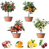 200+ Mix Dwarf Bonsai Fruit Tree Seeds for Planting, 4 Variety Individual Packs, 50+ Lemon Tree Seeds 50+ Cherry Tree Seeds 50+ Orange Tree Seeds 50+ Apple Seeds Organic Heirloom Fruit Seeds