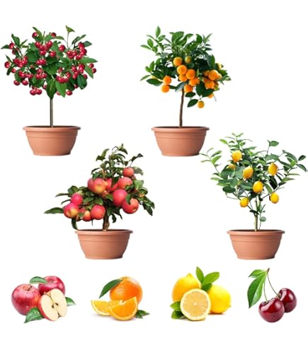 Amazon.com : Dwarf Bonsai Apple Tree Seeds - 50 Seeds - Grow Exotic Indoor Fruit  Bonsai : Patio, Lawn & Garden