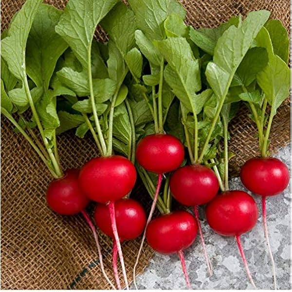 Amazon Com David S Garden Seeds Radish Rover Sal5114 Red 0 Non Gmo Hybrid Seeds Patio Lawn Garden