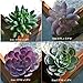 PDTXCLS TANGDIAABBCC GenericJINCHENGYU Everenty A-Fun Realistic Fake Artificial Succulent Plants Unpotted Fake Cactus for Home Gardern DIY Decoration 6 PCS