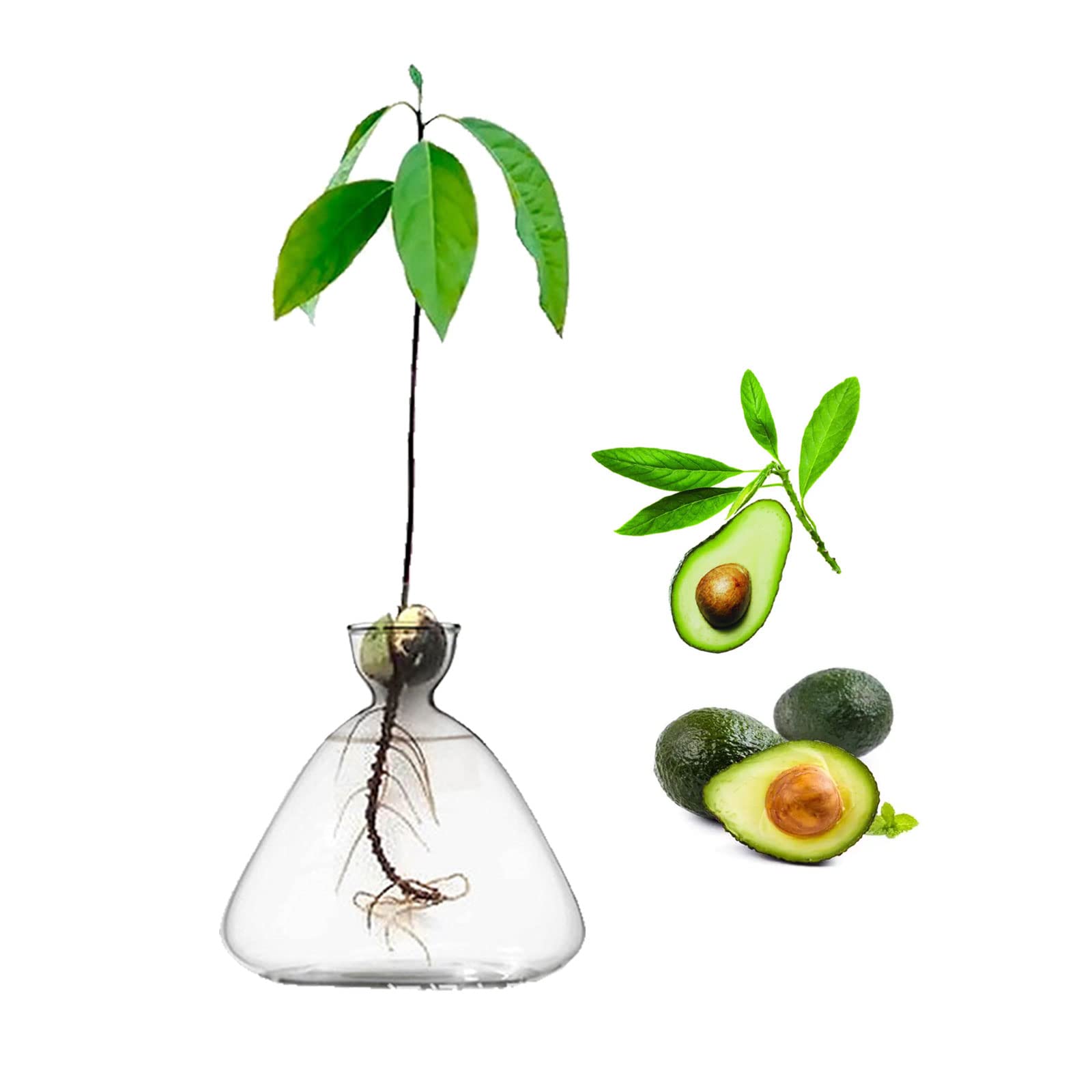 YWNYT Glass Avocado Tree Flower Vases, Avocado Seed Starter Planter Vase, Glass Vases for Flowers, Avocado Tree Growing Kit, Seed Hydroponic Vase Home Table Decor