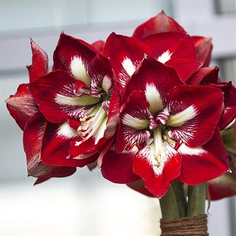 Amazon アマリリス球根切り花生きている植物豊かな色物議を醸す家族の鉢植えの花を植える 5球根 花