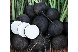 50 Radish Seeds for Gardening - Winter Round Black Type - Heirloom Storage Variety
