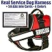 barkOutfitters Service Dog Vest Harness + 50 ADA Info Cards Kit (Red, XL (30