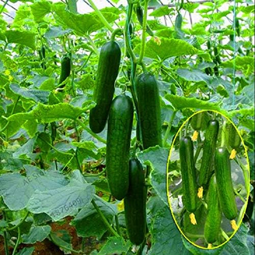 Bloom Green Co. China Vegetales raros Pepino Azul Largo Bonsai ...