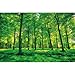 Photo Wallpaper – Summer Trees – Picture Decoration Nature Landscape Forest Glade Sunbeams Garden Plants Ferns Recreation Park Image Decor Wall Mural (82.7x55.1in - 210x140cm)