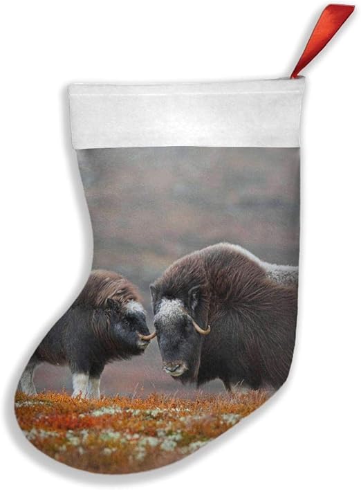 Dovrefel Sunndalsfella Natsionalnyi Park Norvegiia Ovtsebyk