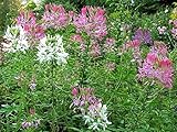 Cleome Colorful Wildflower Seed Mix - Hassleriana