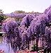 Purple Chinese Wisteria sinensis 5 seeds ez grow bonsai Fragrant