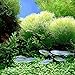 super1798 1000Pcs Mixed Grass Seeds Aquarium Tank Decor Water Green Plant Seed