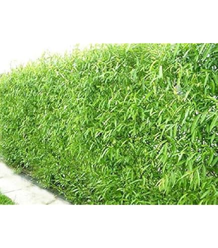 アウガルテン　Willow Amazon.com : Weeping Willow Tree - Live Plant - Fast Growing