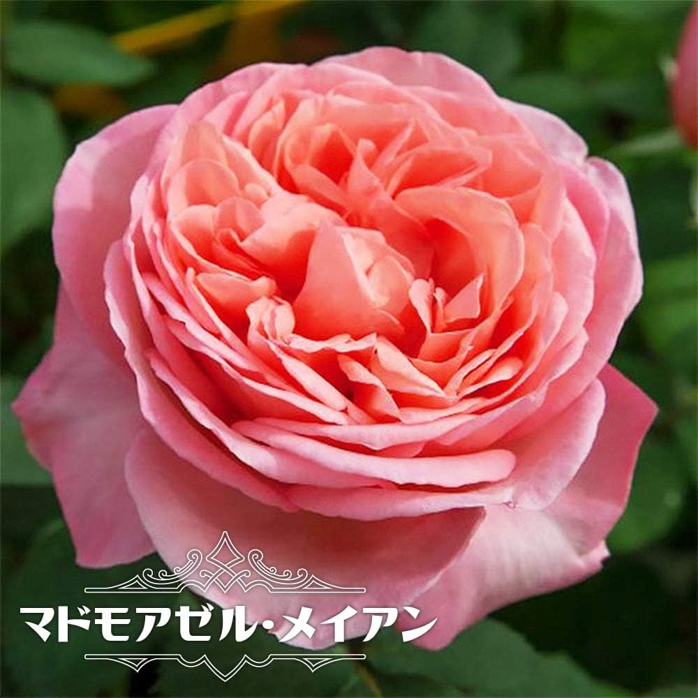 Amazon バラ苗 マドモアゼル メイアン Ht 京成バラ 木立バラ 四季咲き 花