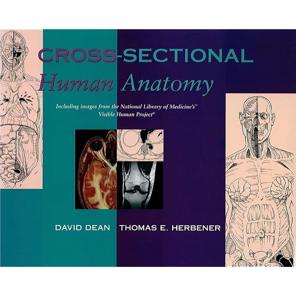 Cross-Sectional Human Anatomy: 0000683303856: Medicine & Health