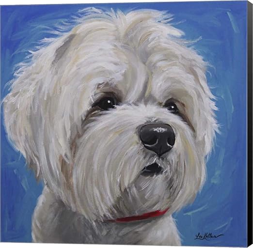 Amazon Com Maltese Shihtzu Pipa By Hippie Hound Studios Canvas