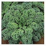 David's Garden Seeds Kale Blue Curled Scotch SL3114 (Green) 200 Non-GMO, Heirloom Seeds