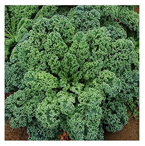 David's Garden Seeds Kale Blue Curled Scotch SL3114 (Green) 200 Non-GMO, Heirloom Seeds