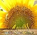 MAMMOTH SUNFLOWER grey stripe BULK 1000 seeds by Honeyman Farms