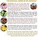 Tealixir Herbal Kombucha Tea - Inspired By The Traditions Of Ayurveda, Traditional Chinese Medicine And North American Folk Medicine, Probiotic, Vegan, Energy Drink, 12 Pack Variety