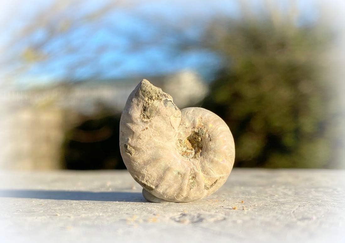 UKGE Fossil Pebble Ammonite SilverGeo Certified