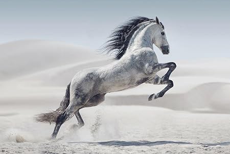 cheval andalou