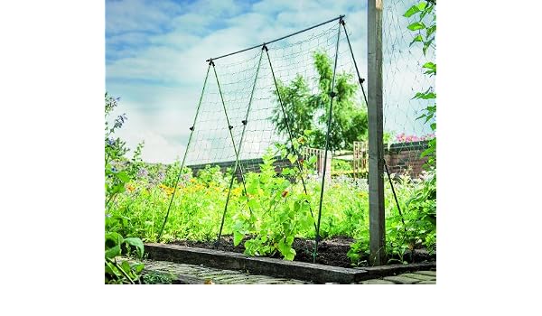 Gardman - Soporte para Cultivo de Haba: Amazon.es: Jardín