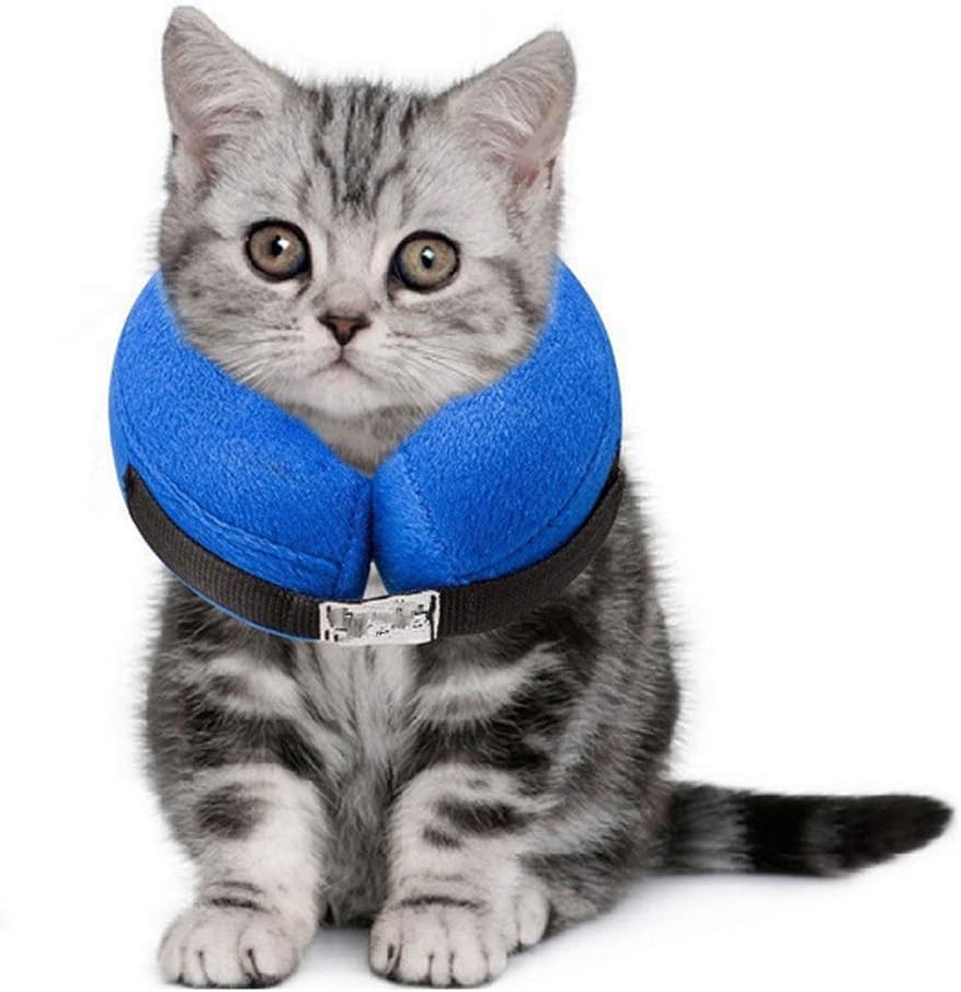 Inflatable E Collar Cat at Jeffrey Peterson blog