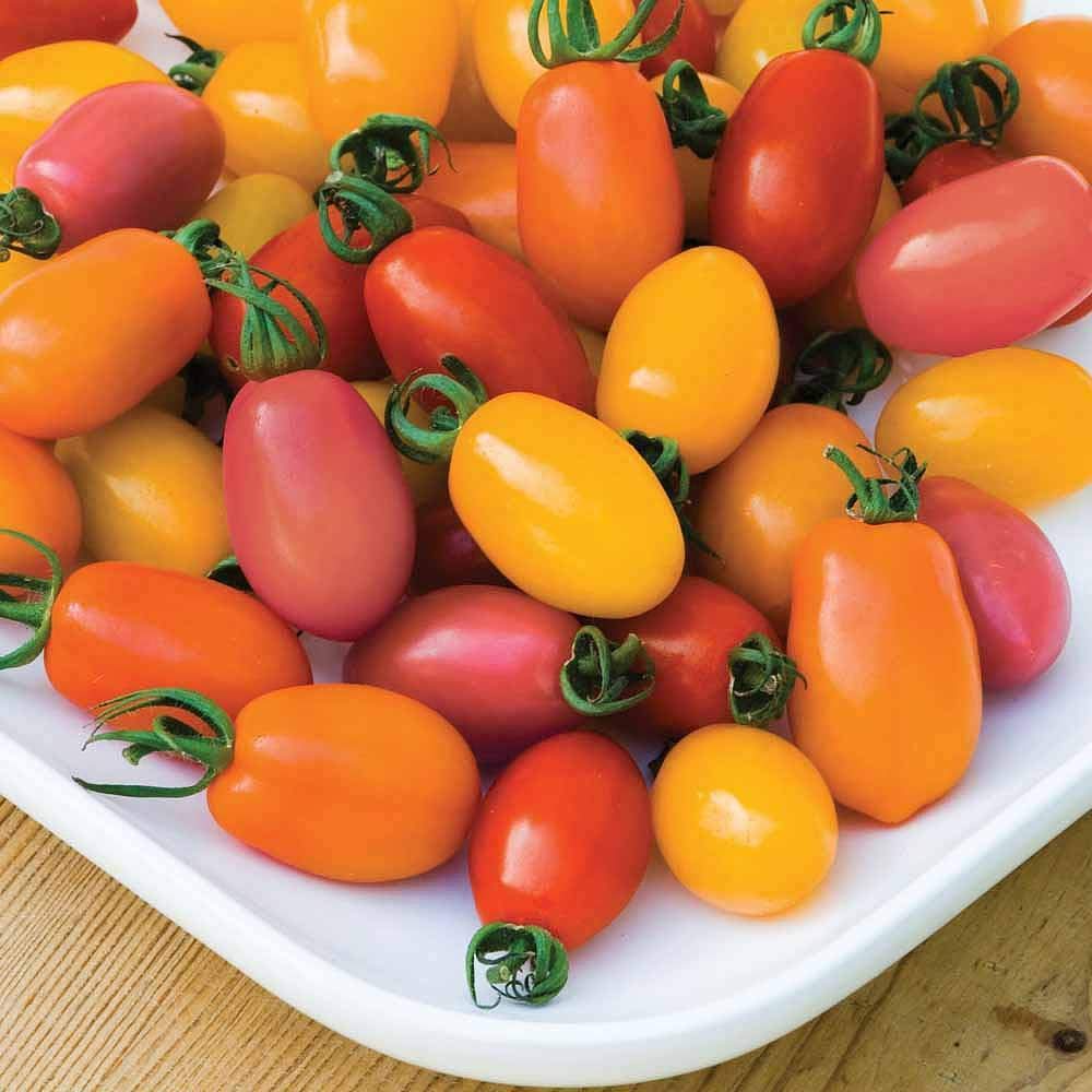 Tomato 'Rainbow Blend' Seeds Half Hardy Annual Fruit Vegetable Garden Plants Easy to Grow Your Own Tomato 'Rainbow Blend' 1 Packet of 5 Seeds by Thompson and Morgan