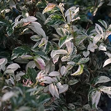 Amazon 斑入りヒサカキ 残雪 ポット苗 庭木 常緑樹 生垣 目隠し 植木